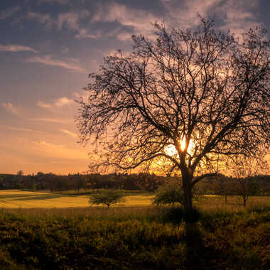 l'arbre et le soleil par pietro38