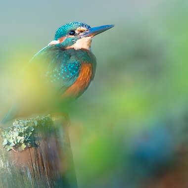 Rêve de couleurs par Dan_naturephoto