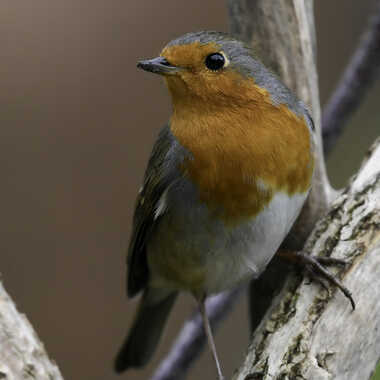 Le Rouge-gorge familier par Dutialain