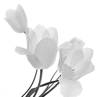 tulipes par genevieve_3824