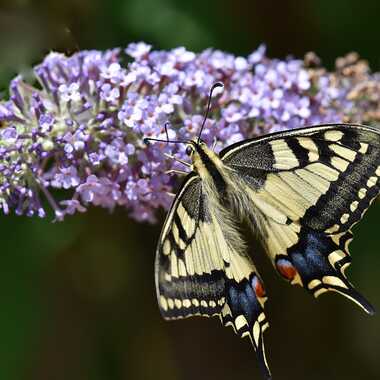 Festin royal pour le machaon par Jean-Claude_Conquet