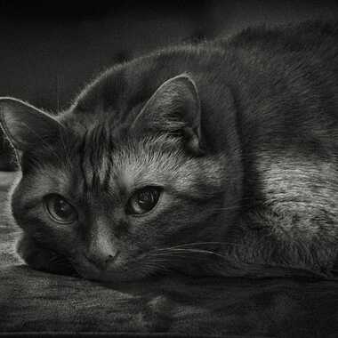 Shestere !!! par midouche