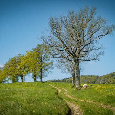 Le chemin par pietro38