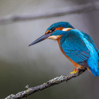 United Colors of kingfisher par jeromebouet