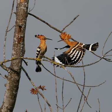 Rencontre au sommet par Bernard-06