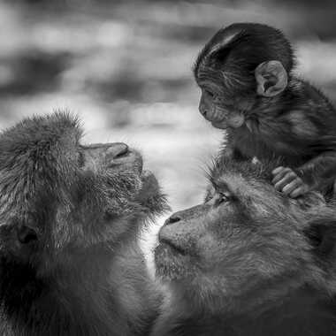 Les regards par FVPhotographies