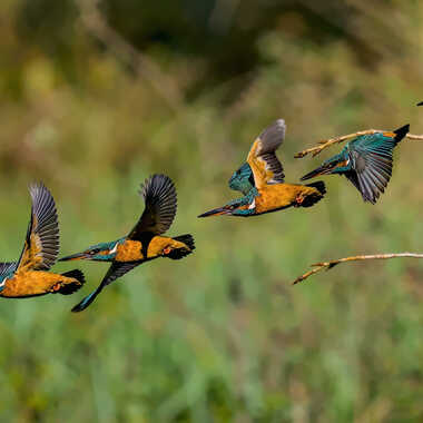 Gagnant du Concours Photo Oiseaux