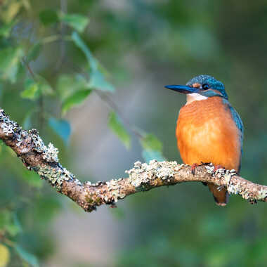 Sur un vieux bouleau par jeromebouet