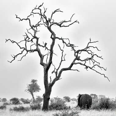 African bush par patrick69220