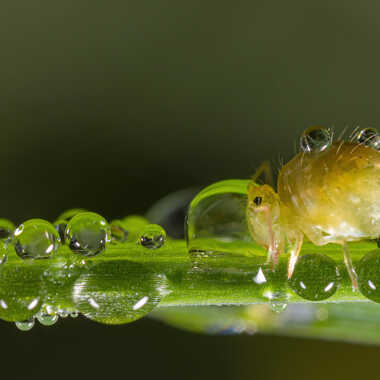 Mon gros Coco!! par JeBricole