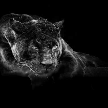 Jaguar Noir par jean-Luc
