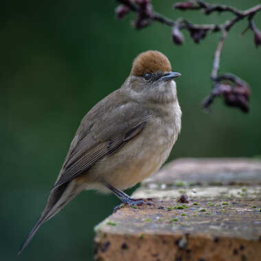 Fauvette à tête noire par Chester54