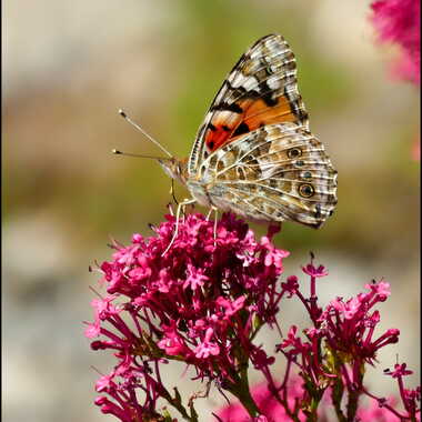 Vanessa Atalanta par ANNIC