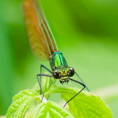 Regard noir par Gaillard