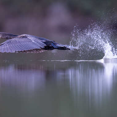 Plouf.... par jeromebouet