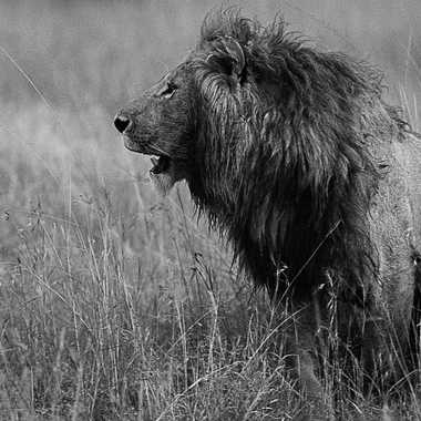 Roi lion par Spectron
