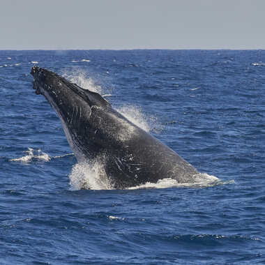 Saison des baleines 2023 par fred974