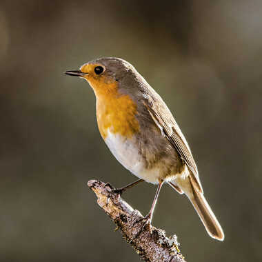 Gagnant du Concours Photo Post-traitement à partir d'un raw