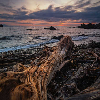 Sauvage par Michel06