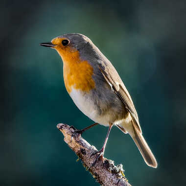 Gagnant du Concours Photo Post-traitement à partir d'un raw