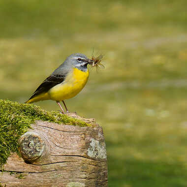 Plein le bec par Gaillard