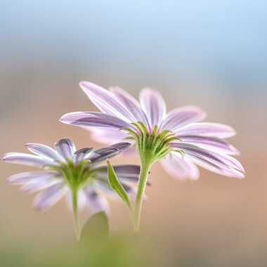 Ombrelles naturelles par Franck06