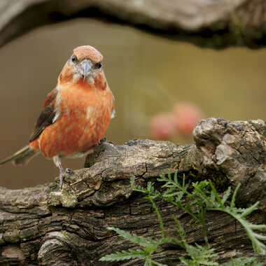 Le poseur par Stefano