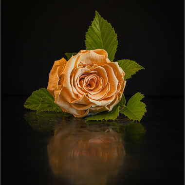 Gagnant du Concours Photo Fleurs