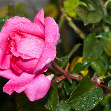 rose bengale  par photosud