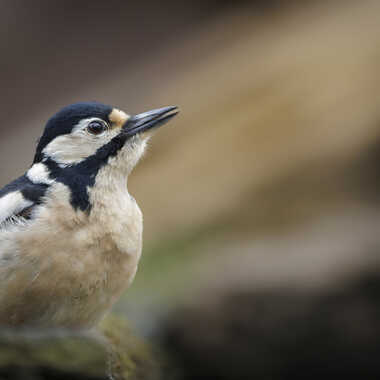 Mme. Pic par Stefano