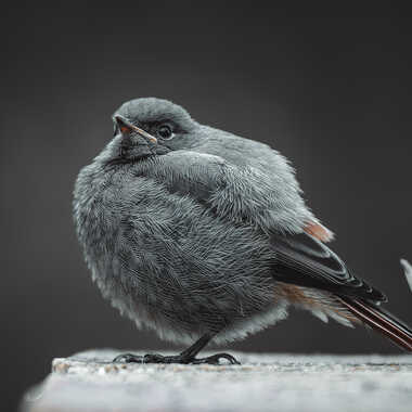 Rouge queue Juvénile par Chester54