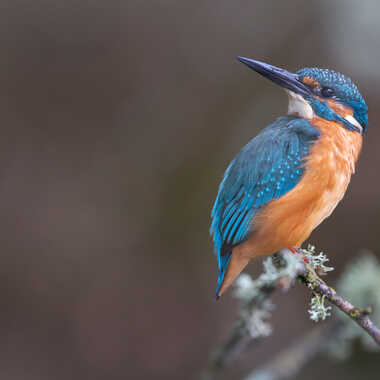 Un p’tit coup d’œil derrière par jeromebouet