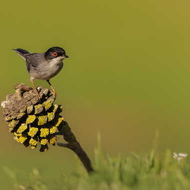 La speedée par Stefano