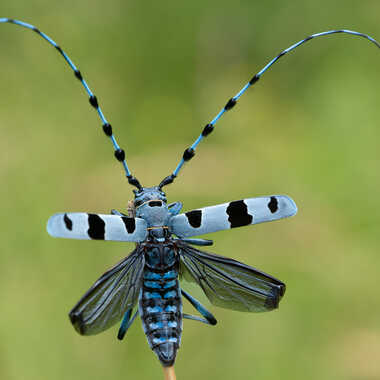 La belle Rosalie... par Dan_naturephoto