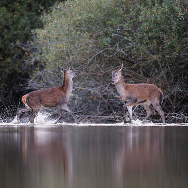 Face à face par jeromebouet