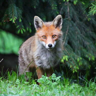 Toi petit animal rusé! par AV1960