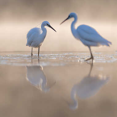 Les dames blanches par jeromebouet
