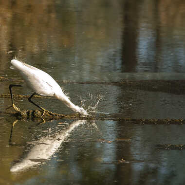 Gagnant du Concours Photo Oiseaux