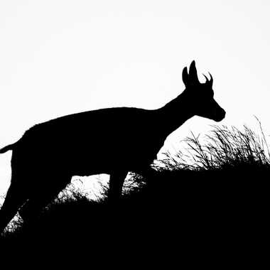 Gagnant du Concours Photo Silhouettes animales