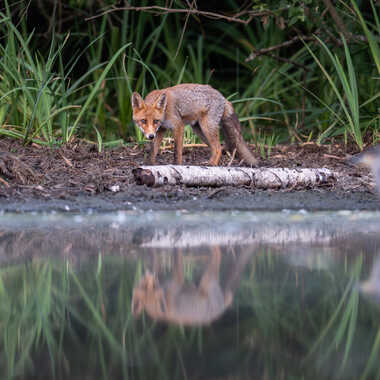 Renard et héron bihoreau les yeux dans yeux par jeromebouet