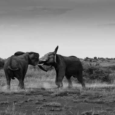 Eléphants d'Afrique par patrick69220