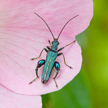 Métallique par Gaillard