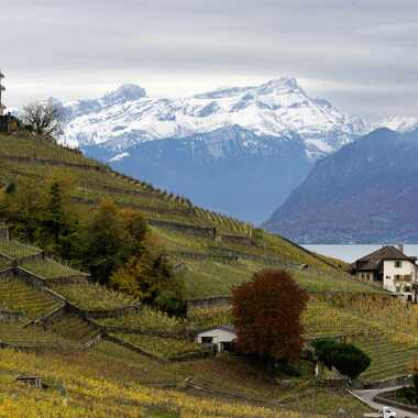 coteaux de Lavaux