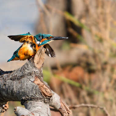 Ebouriffé par Bernard-06