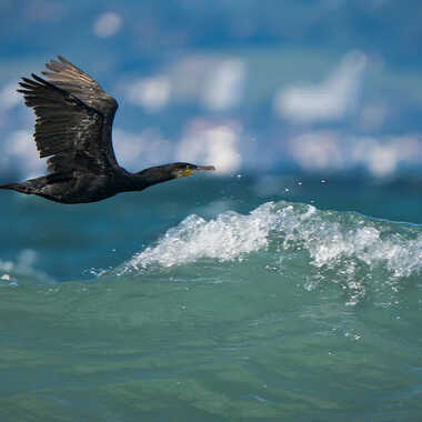 Gagnant du Concours Photo Oiseaux