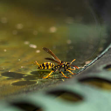 Guépe par Jerome Rabille