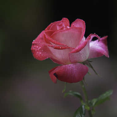 My Rose ... par Fioenz