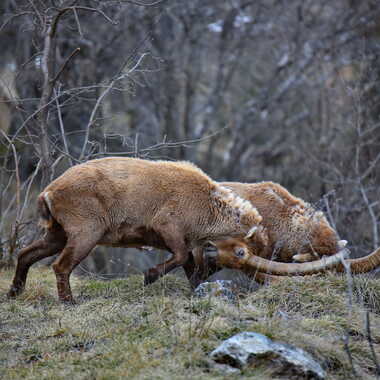 Les cornes au vent se veut vainqueur. ... par AV1960
