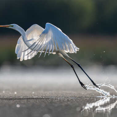 L'envol de la dame blanche par jeromebouet
