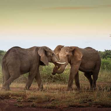Eléphants au Kruger par patrick69220